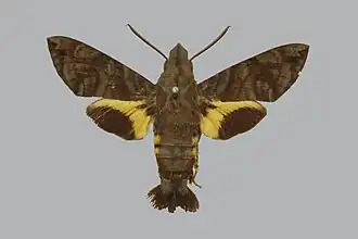 Macroglossum neotroglodytus