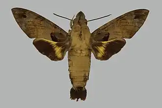 Macroglossum nigellum