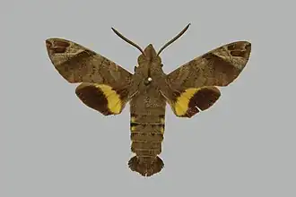 Macroglossum nubilum