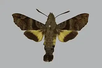 Macroglossum nycteris