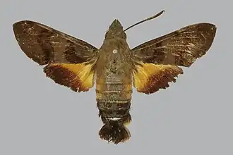 Macroglossum pachycerus