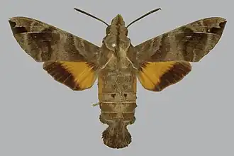 Macroglossum particolor
