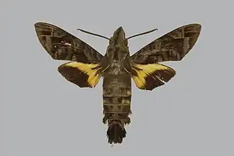 Macroglossum poecilum