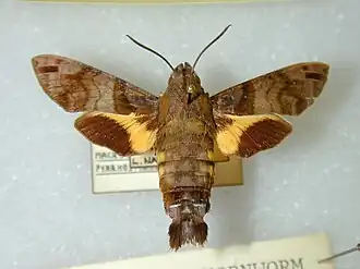 Macroglossum pyrrhosticta: alleen bovenzijde achtervleugels oranje