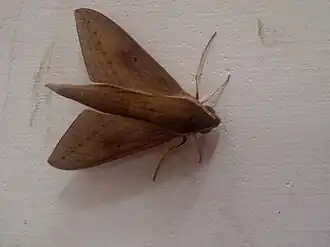 Macroglossum regulus