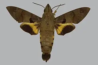 Macroglossum semifasciata