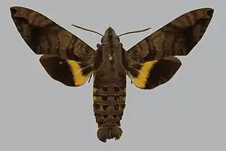 Macroglossum spilonotum