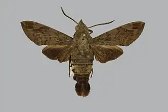 Macroglossum tenimberi