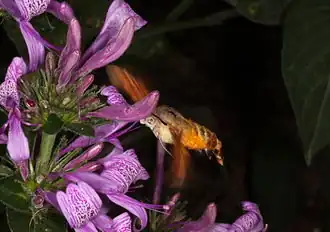 Macroglossum trochilus