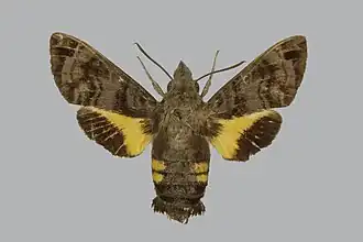 Macroglossum troglodytus