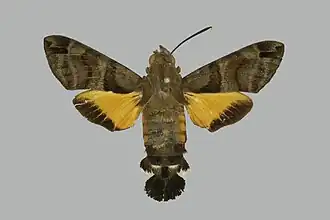 Macroglossum ungues