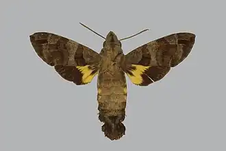 Macroglossum piepersi