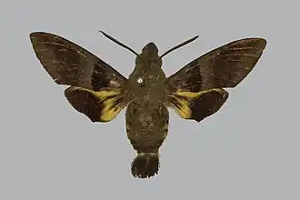 Macroglossum vidua