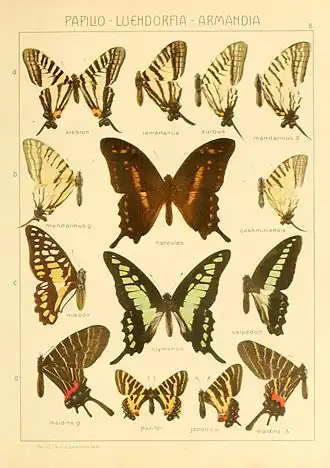 Graphium alebion