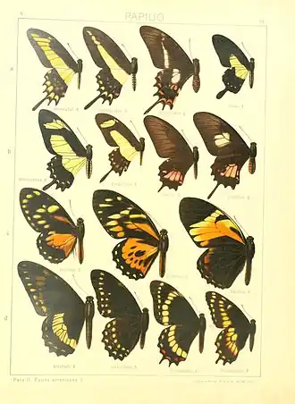 Papilio garleppi