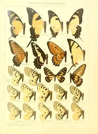 Parnassius behrii