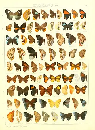 Euselasia lysimachus