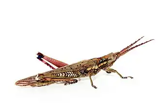 Macrolobalia ocellata