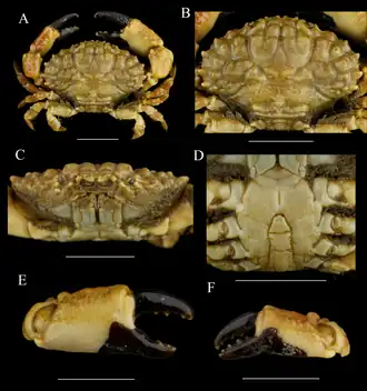 Macromedaeus quinquedentatus