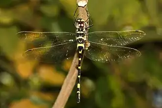 Macromia flavicincta