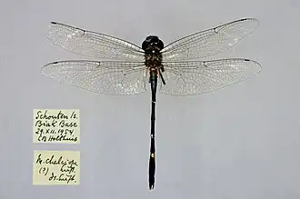 Macromia holthuisi