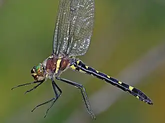Macromia margarita
