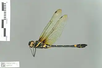 Macromia urania