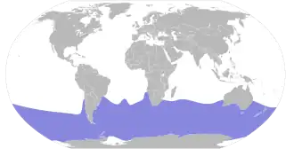 Zuidelijke reuzenstormvogel