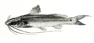 Mystus montanus