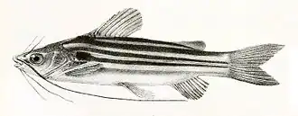 Mystus vittatus
