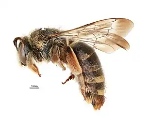 Lipotriches crocodilensis