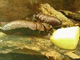 Macropanesthia rhinoceros