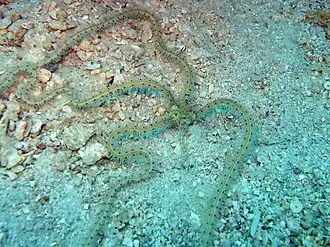 Macrophiothrix belli