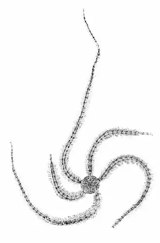 Macrophiothrix callizona