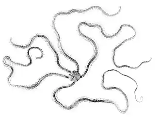 Macrophiothrix elongata