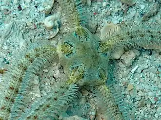 Macrophiothrix koehleri