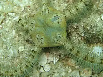 Macrophiothrix leucosticha