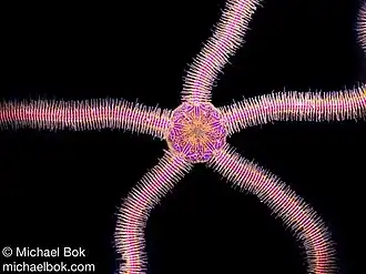 Macrophiothrix nereidina