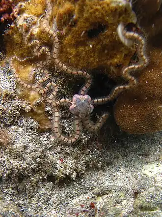 Macrophiothrix propinqua