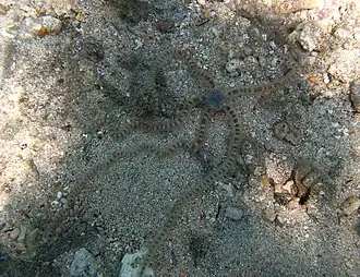 Macrophiothrix robillardi