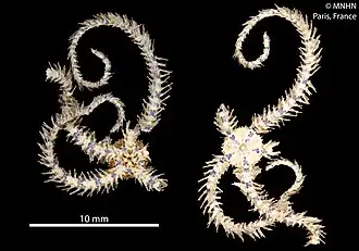 Macrophiothrix striolata