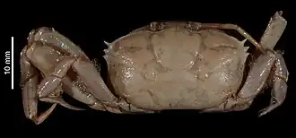 Macrophthalmus (Macrophthalmus) telescopicus