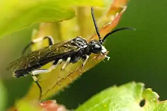 Macrophya carinthiaca