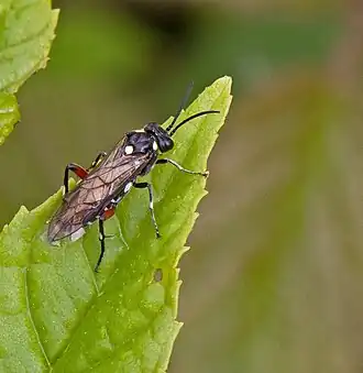 Macrophya punctumalbum