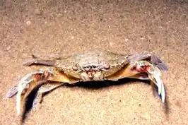 Macropipus tuberculatus