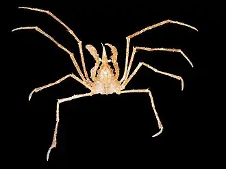 Gewone hooiwagenkrab