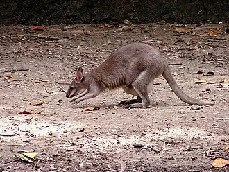 De Bruijnpademelon