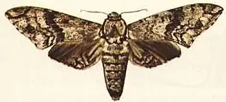 Poliana natalensis