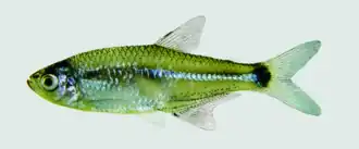 Macropsobrycon uruguayanae