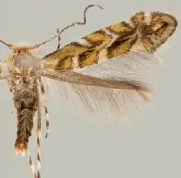 Macrosaccus gliricidius